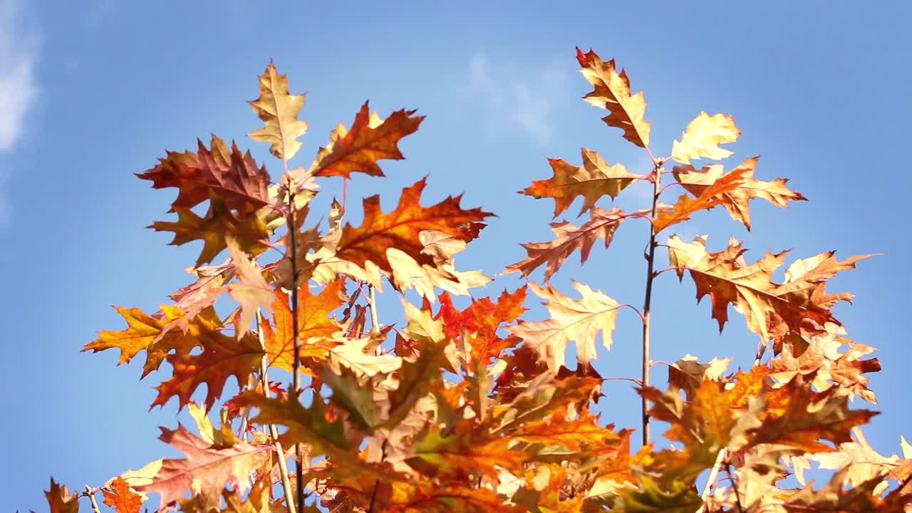特写:树上的红叶和黄叶随风摇曳。秋景背景视频素材