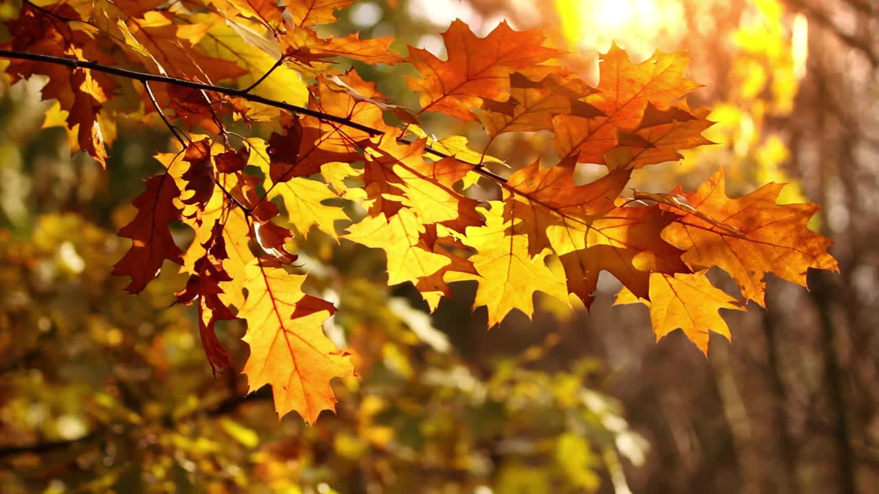 特写:树枝上的红叶和黄叶随风摇曳。秋景背景视频下载