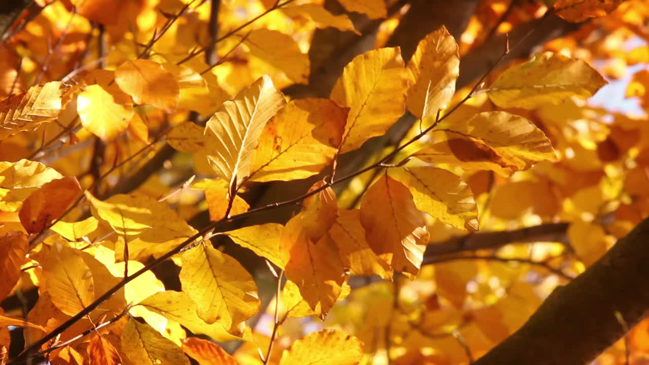 特写:树上金黄色的叶子在风中摇曳。秋景背景视频下载