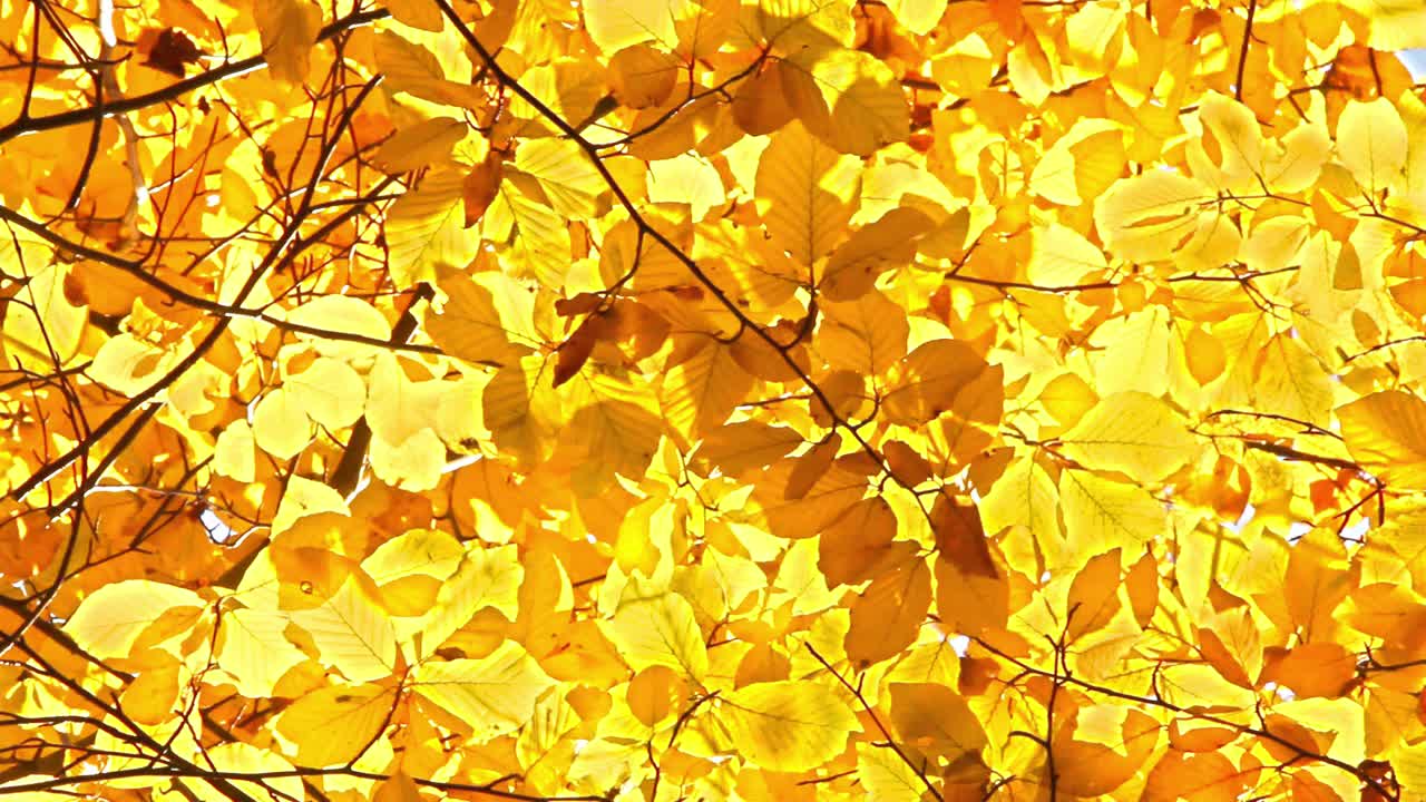 特写:树枝上金黄色的叶子随风摇曳。秋景背景视频素材