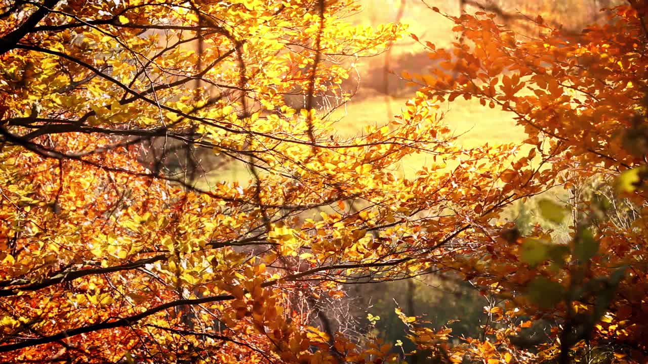生机勃勃的树林，红叶和黄叶随风摇曳。秋天的风景视频素材