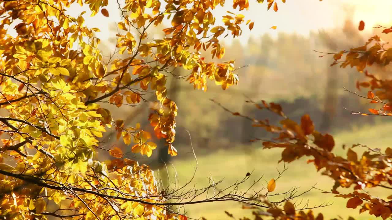 特写:树枝上的黄叶被风吹动。秋景背景视频素材