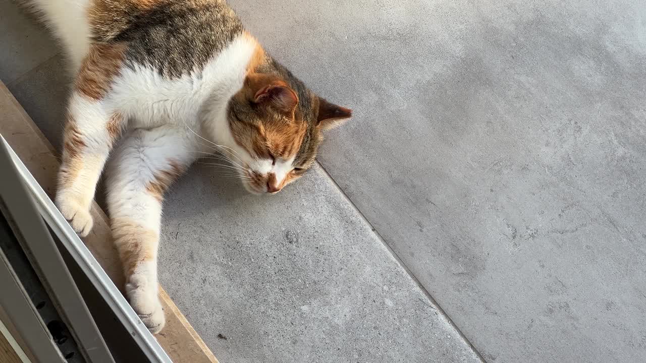 可爱的流浪猫睡在门廊上视频下载