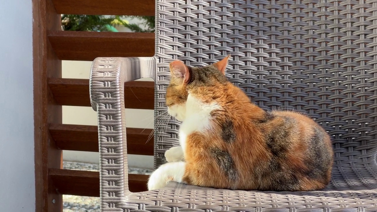 可爱的猫咪在椅子上晒太阳。日光浴视频素材