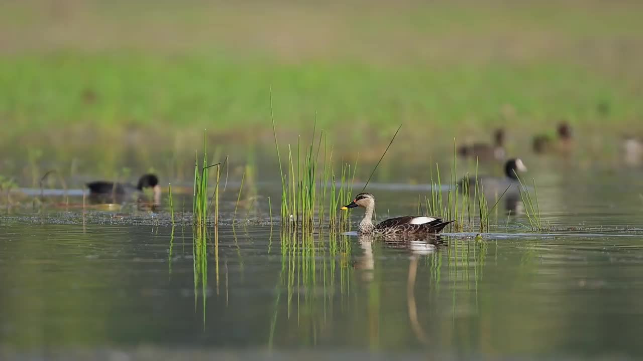 印度斑嘴鸭在水里游泳视频下载