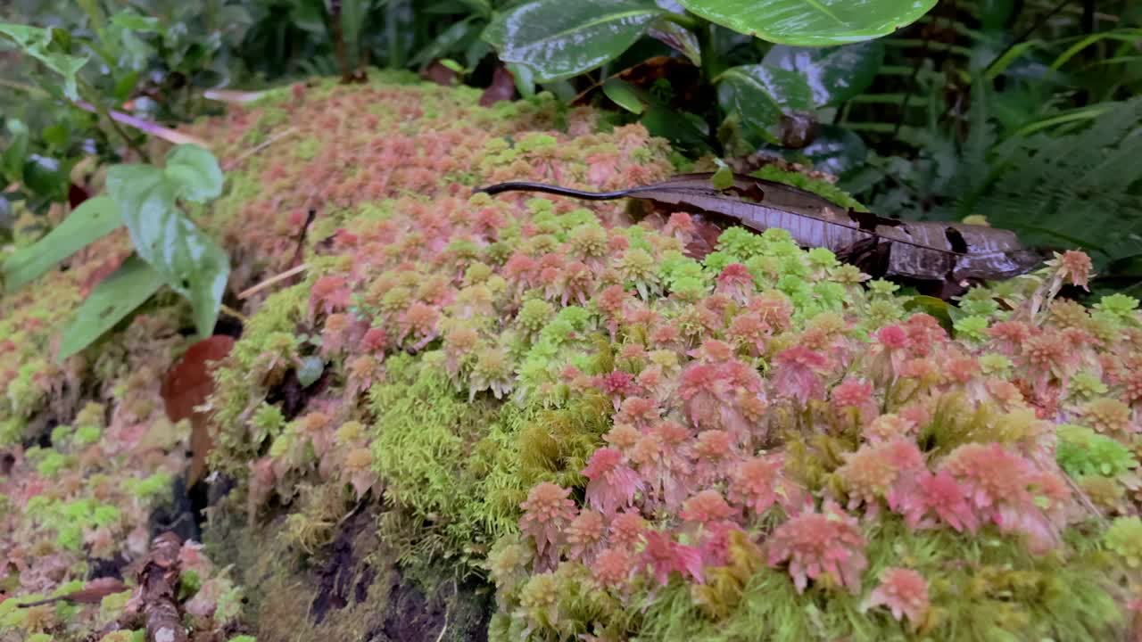 热带森林中布满苔藓的岩石。视频下载