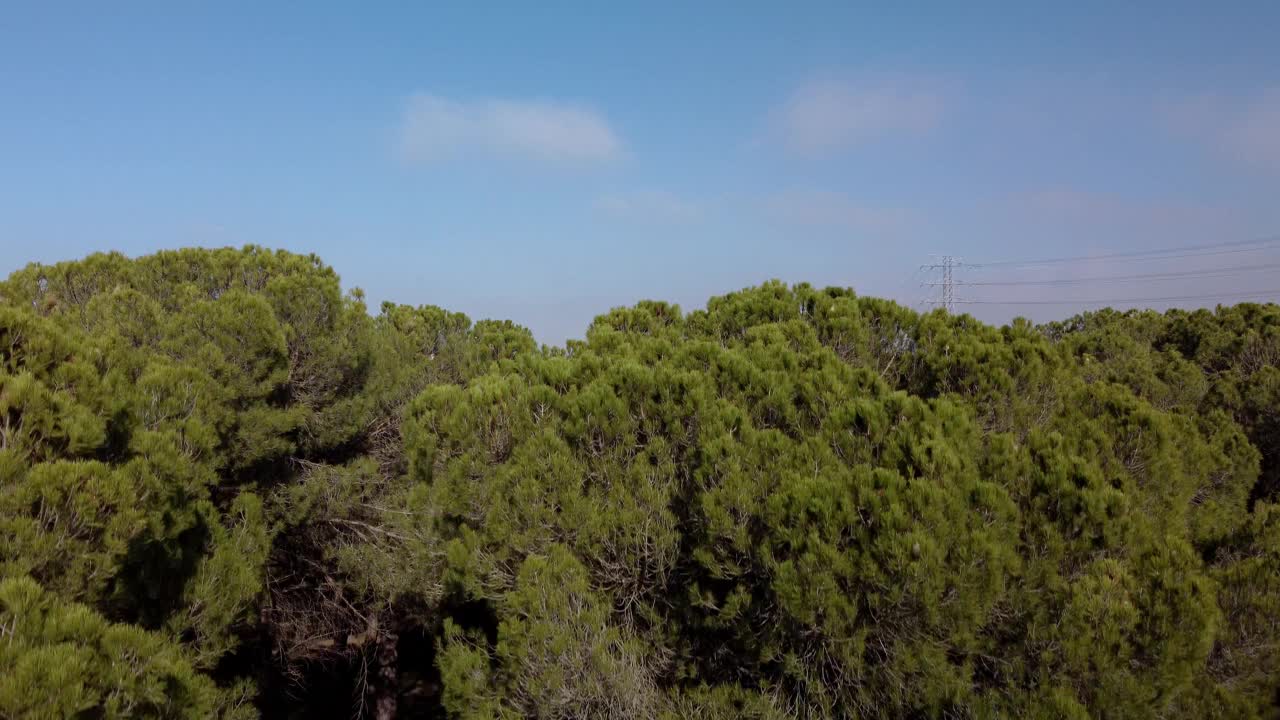 秋天，一架无人驾驶飞机俯瞰一片松林。视频下载