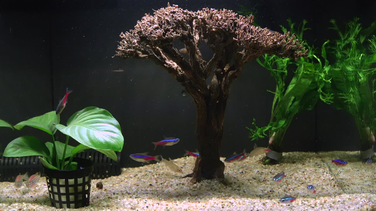 霓虹利乐和银河拉斯博拉丹尼奥玛格丽塔图斯水族鱼在装饰家庭水族缸视频下载