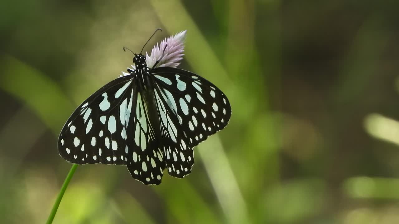 蝴蝶在花上放松。绿色的。视频下载
