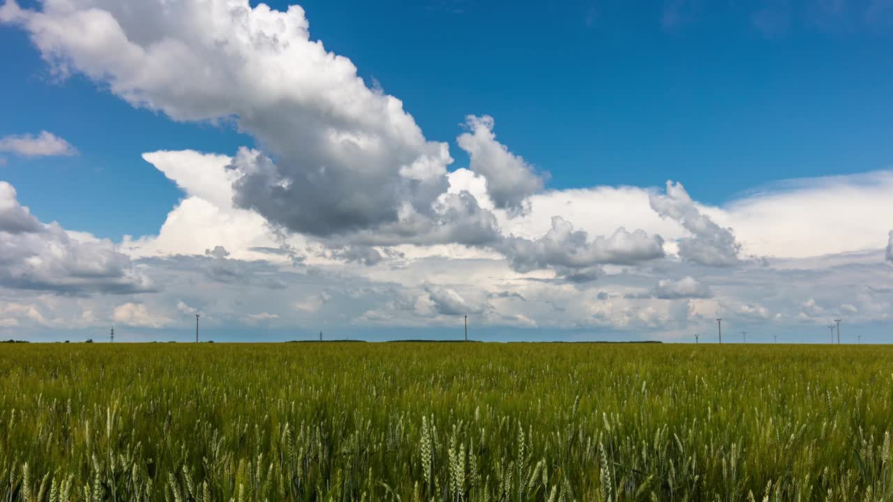 时间流逝的绿色麦田在白天与云。视频下载
