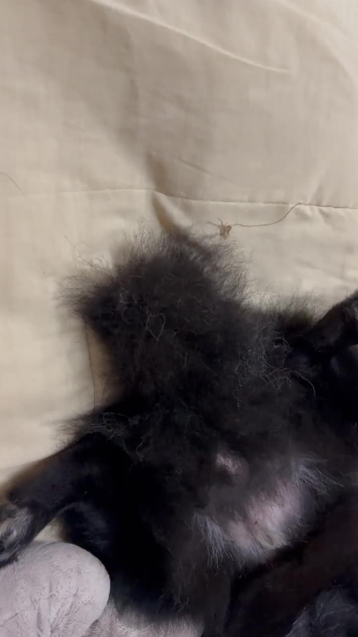 床上可爱的波美拉尼亚狗视频下载