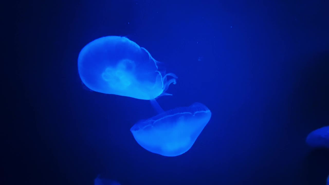 五彩水母在水下跳舞视频下载