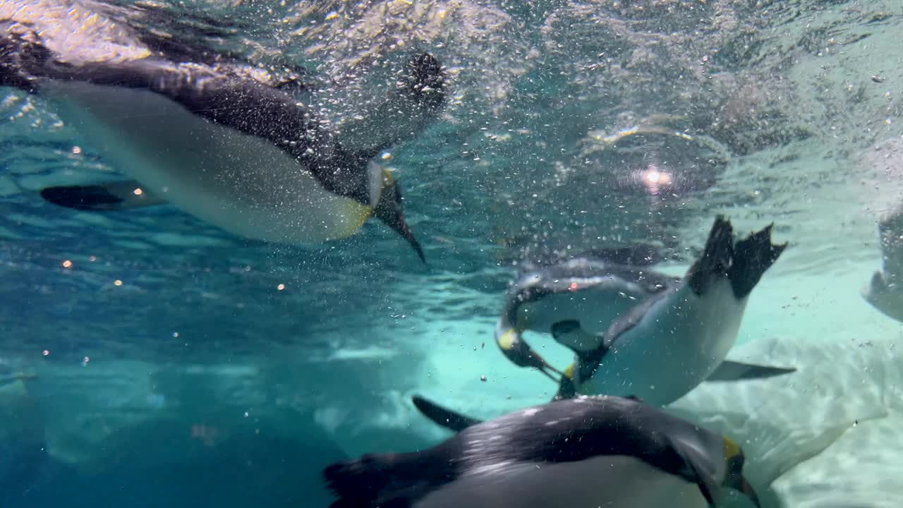 巴布亚企鹅在南大洋游泳视频下载