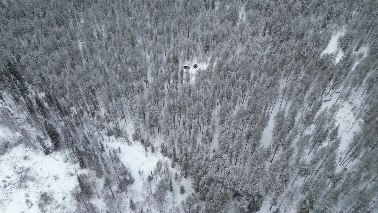 冬季的针叶林和大雪中的大帐篷用汽车鸟瞰无人机飞行视频下载