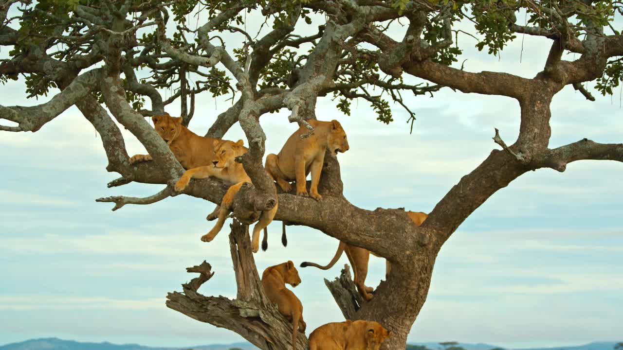 母狮懒洋洋地躺在树枝上，爪子耷拉着。野生动物在树上对着天空。塞伦盖蒂国家公园的野生动物。家庭聚会视频下载