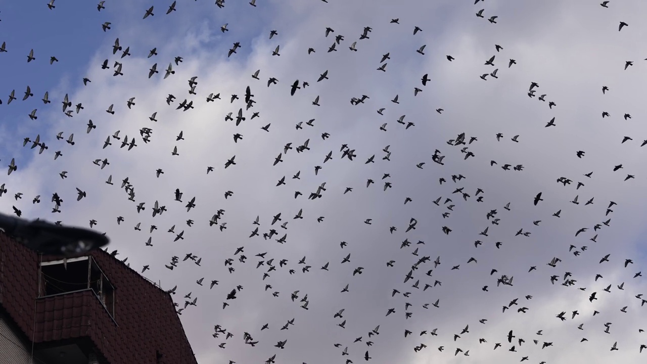 大群候鸟飞过城市建筑屋顶的蓝天，慢动作视频素材