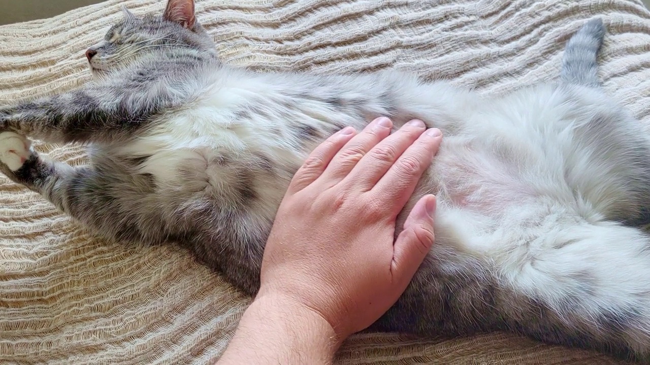 一个男人抚摸着睡在沙发上的猫，猫的肚子朝上，这是一只雄性宠物视频素材