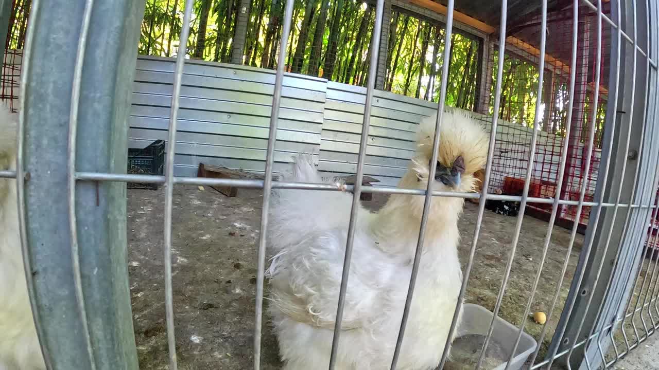 白母鸡在笼子里走，夏天的天气，铁笼视频素材