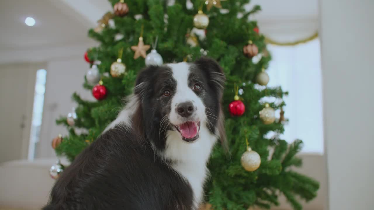 有趣的边境牧羊犬在节日装饰与圣诞树背景的家。视频下载