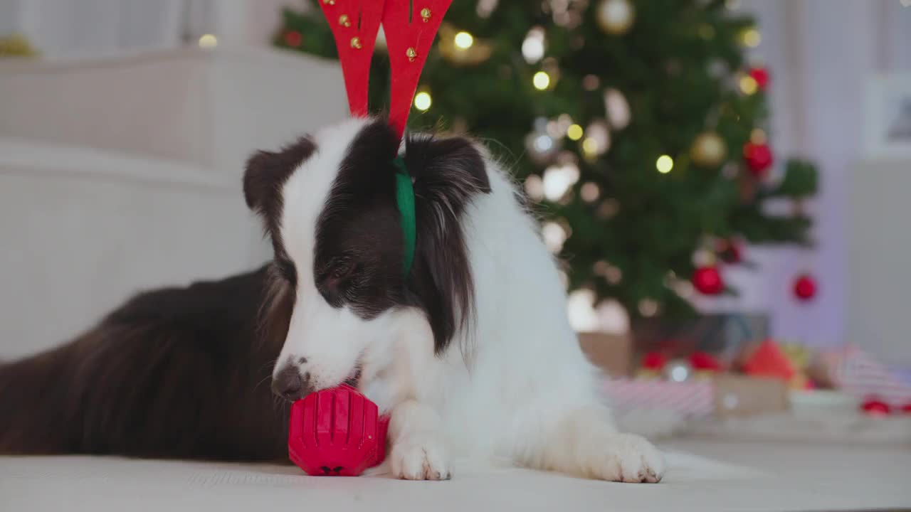 滑稽的狗戴着驯鹿角在圣诞装饰的房间里玩玩具。视频下载