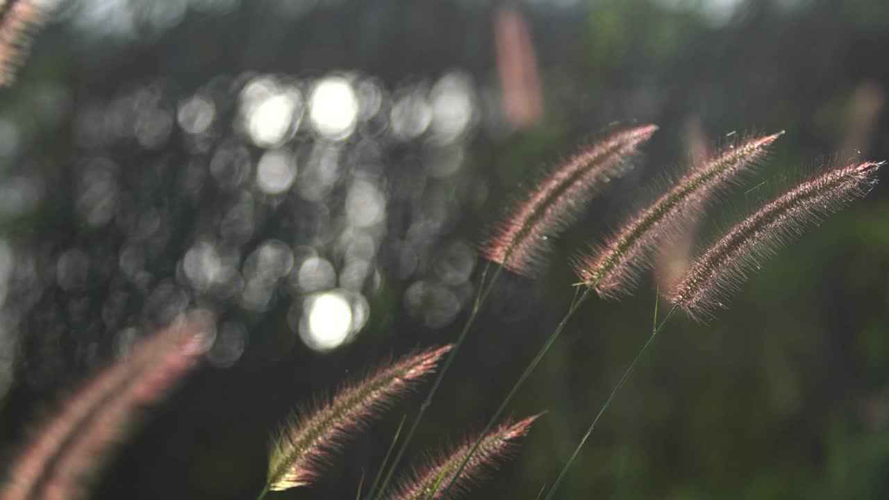 草花与清晨的阳光视频下载