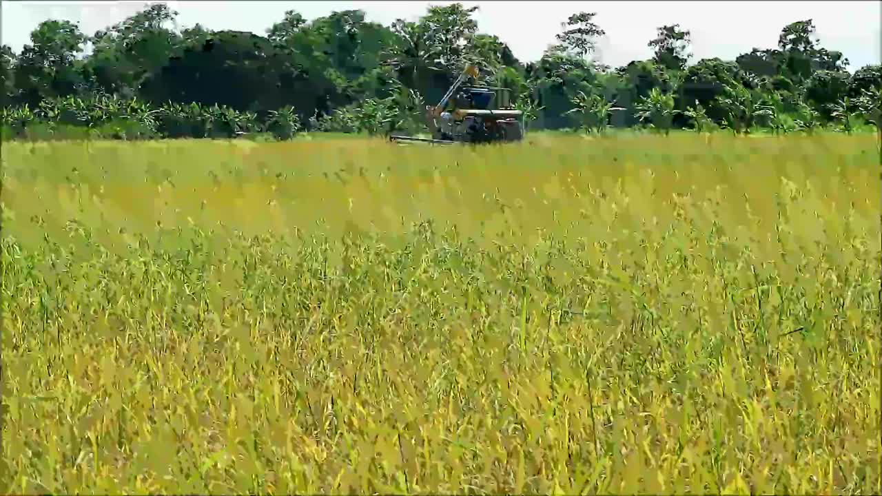 稻田里的水稻联合收割机视频下载