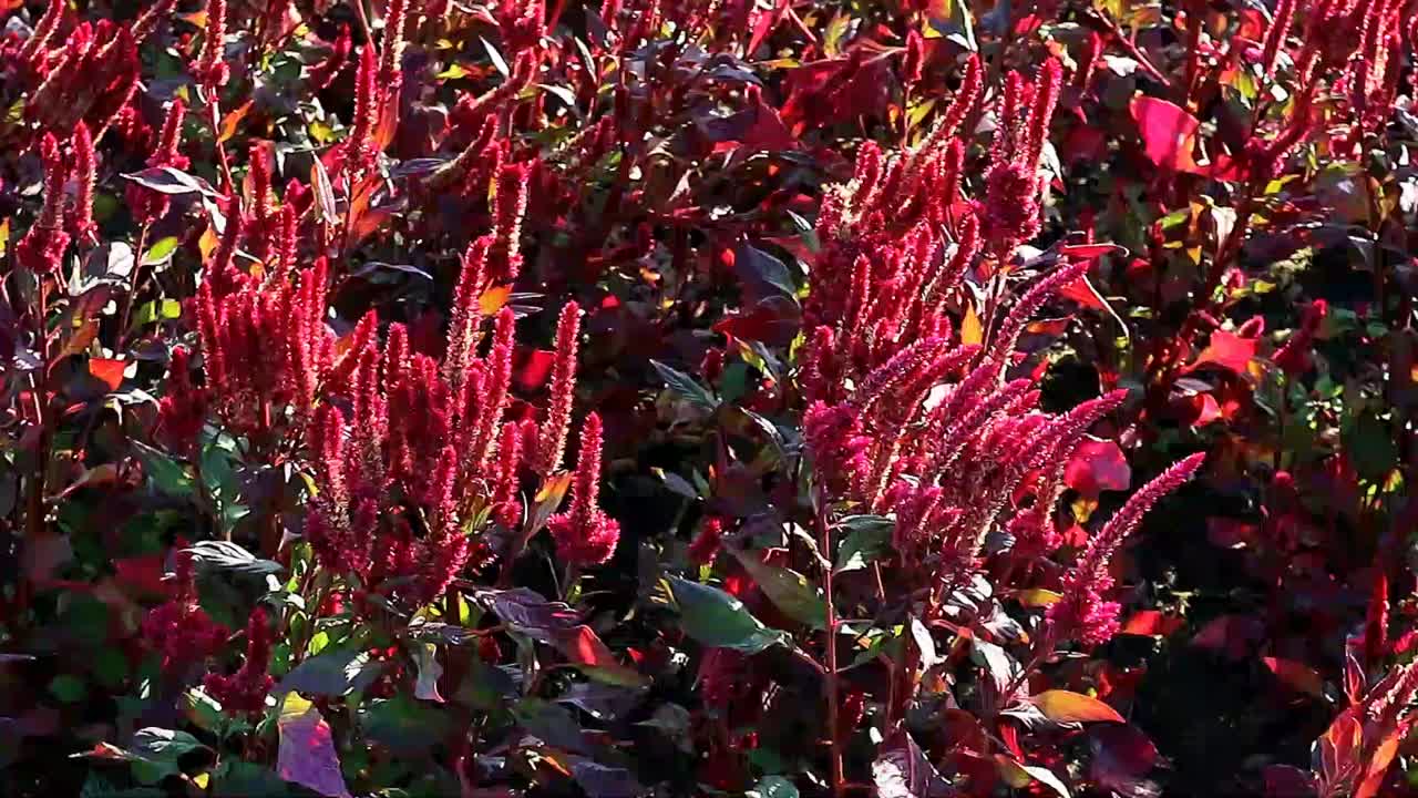 华丽的开花铜叶植物在阳光下生长的镜头视频下载