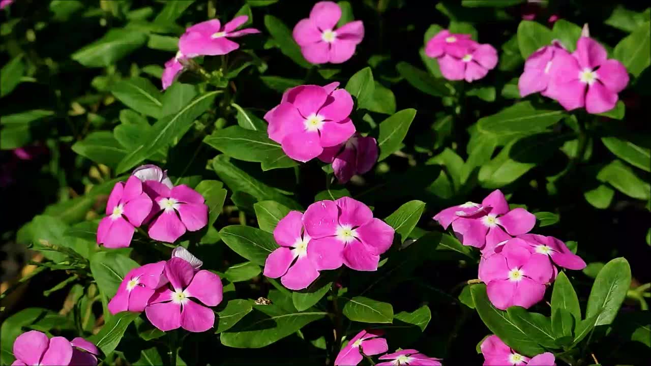 一束束紫色粉红色的马达加斯加长春花在阳光下绽放的镜头视频下载