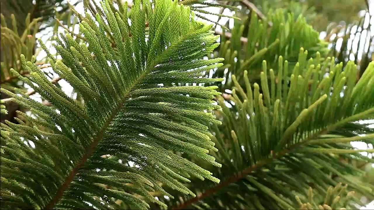 在早晨的阳光下，柱状Araucaria或库克松的充满活力的绿色叶子的镜头视频下载
