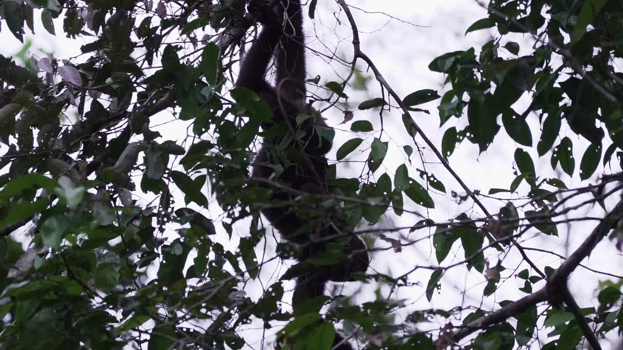 在厄瓜多尔亚马逊地区的Cuyabeno野生动物保护区，棕色毛猴，普通的或洪堡毛猴，Lagothrix lagothricha，在热带雨林的树冠上跳跃视频下载
