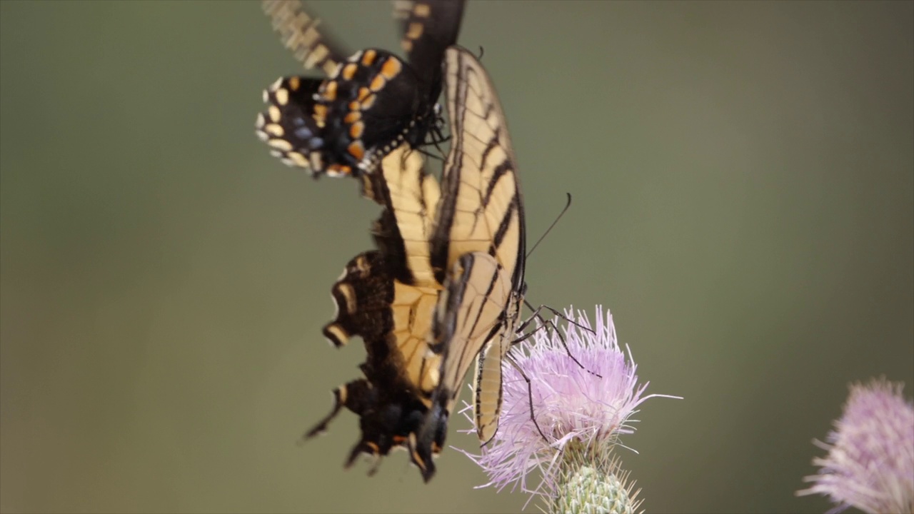 瓜达卢佩山脉国家公园里的巨型燕尾蝶视频下载