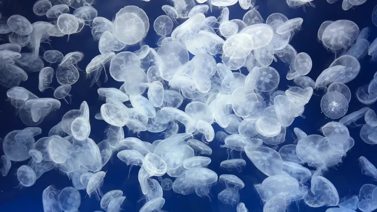水族馆里游动的白色半透明水母。特写慢镜头。视频下载