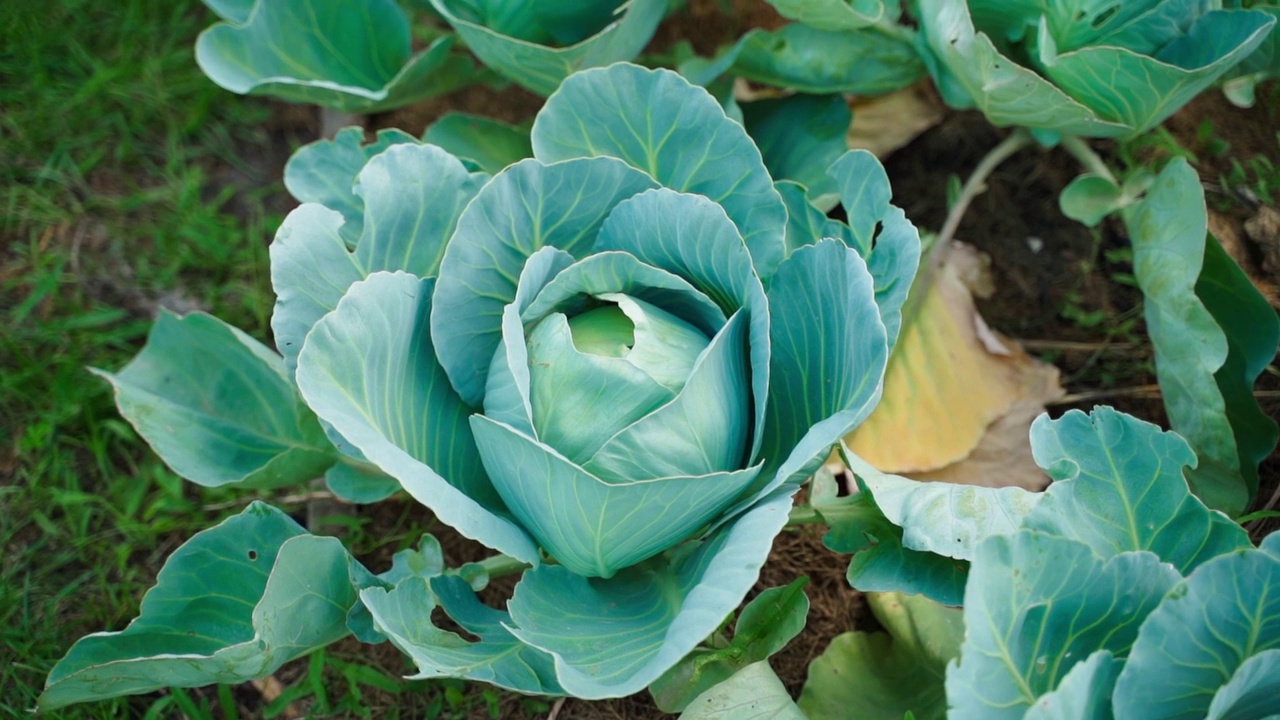花圃里的小白卷心菜。平滑的镜头掠过在家庭花园床上种植蔬菜视频素材