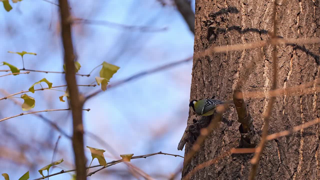 一只黑冠山雀爬上一根粗树干。视频下载