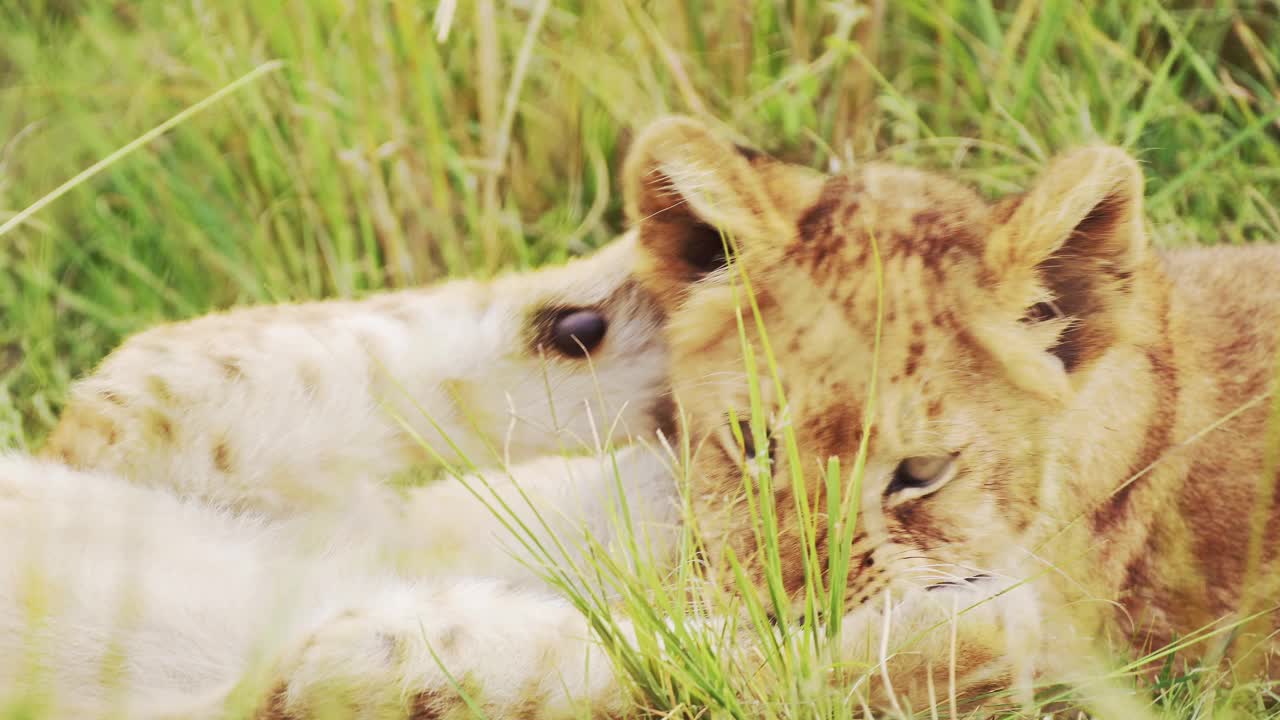 非洲草原小型动物图片
