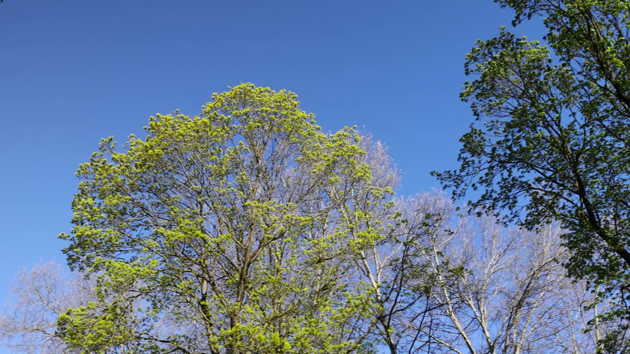 春天变暖时树上的绿叶视频素材