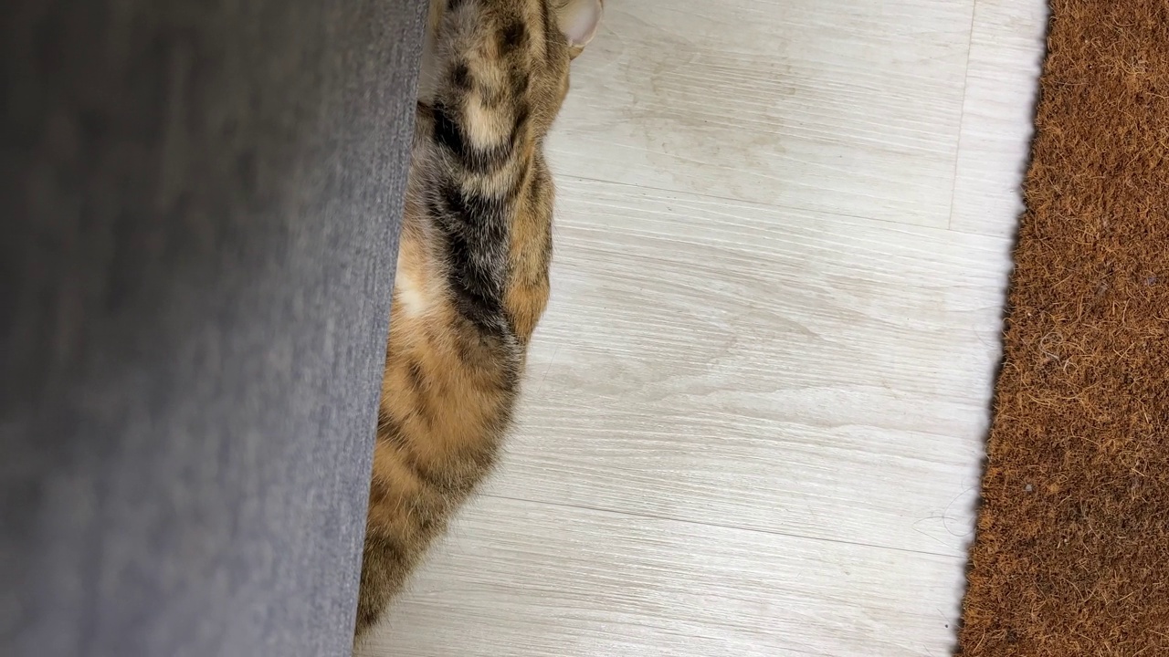 沙发下面的胖虎斑猫视频素材