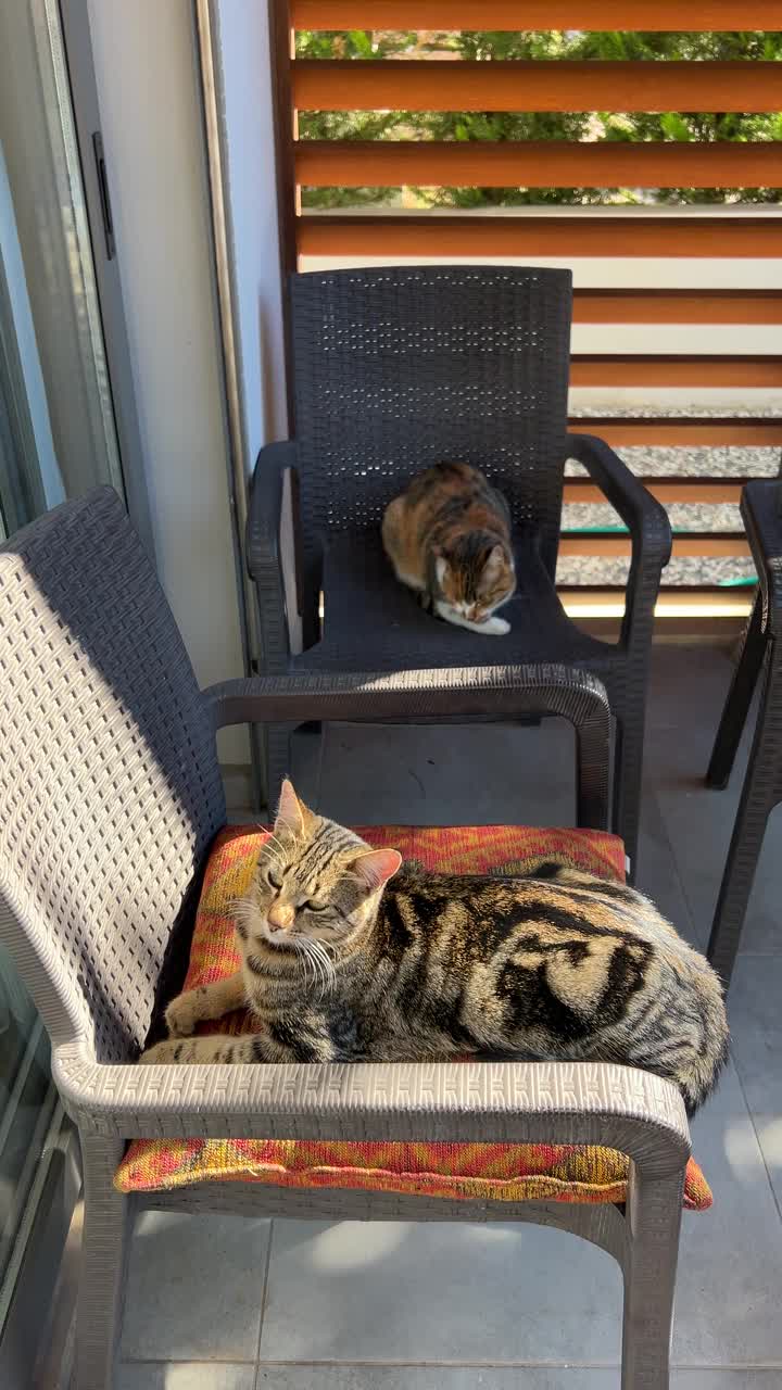 可爱的猫咪在椅子上晒太阳。日光浴视频下载
