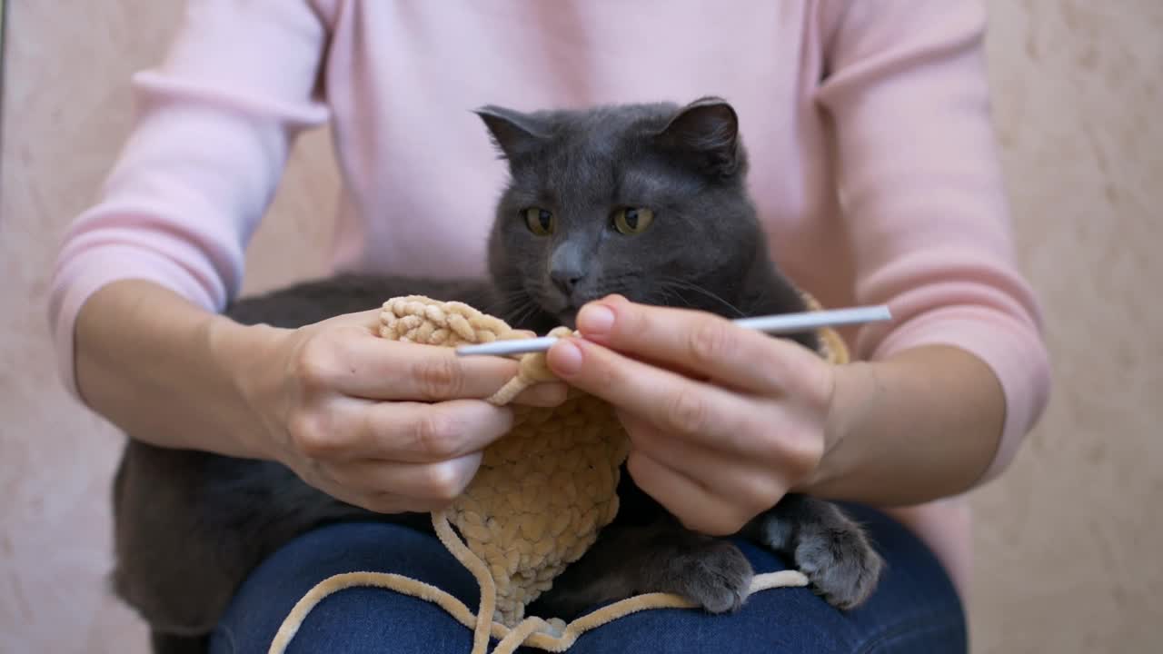 在垂直视频中，有趣的猫咬了编织针，因为主人在编织。猫编织的场景很好玩，猫编织扰乱了工艺。概念的电影镜头展示了猫编织的魅力。视频下载