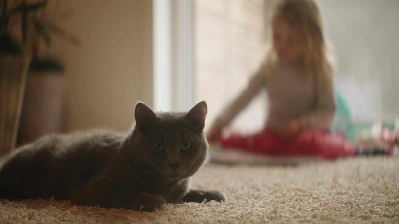 小金发女孩在后台忙着玩，家里的宠物猫看着镜头视频下载