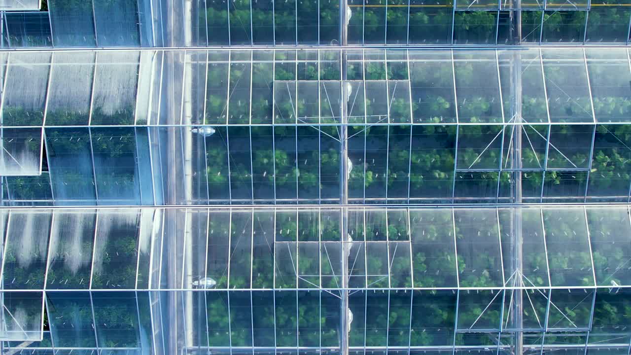 现代温室鸟瞰图。农业温室有机蔬菜栽培，农业工业。大型工业技术温室，透明玻璃屋顶，蔬菜。视频素材