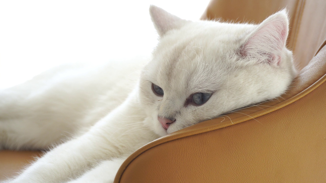 家猫在阳光下的椅子上休息视频素材