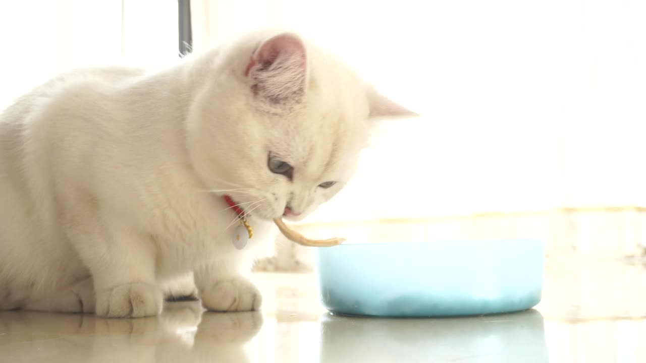 近景:英国短毛猫正在吃碗里的食物。视频素材
