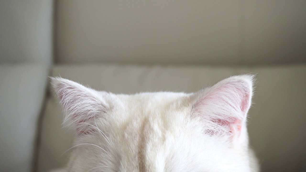 可爱好奇的猫在室内选择性聚焦，猫耳朵视频素材