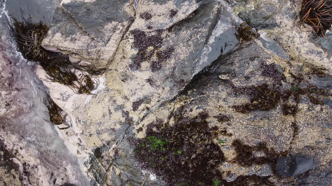 海藻和海水撞击岩石视频下载