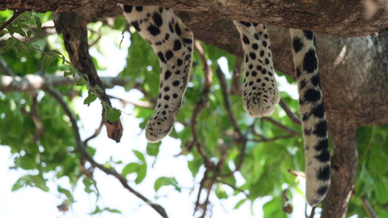 非洲豹的脚和尾巴在树枝上休息。特写镜头视频下载