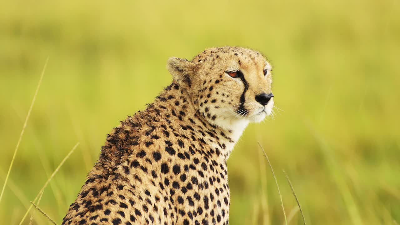 马赛马拉国家保护区的非洲野生动物，猎豹头部观察寻找猎物的特写慢镜头，皮毛和斑点标记的细节视频下载