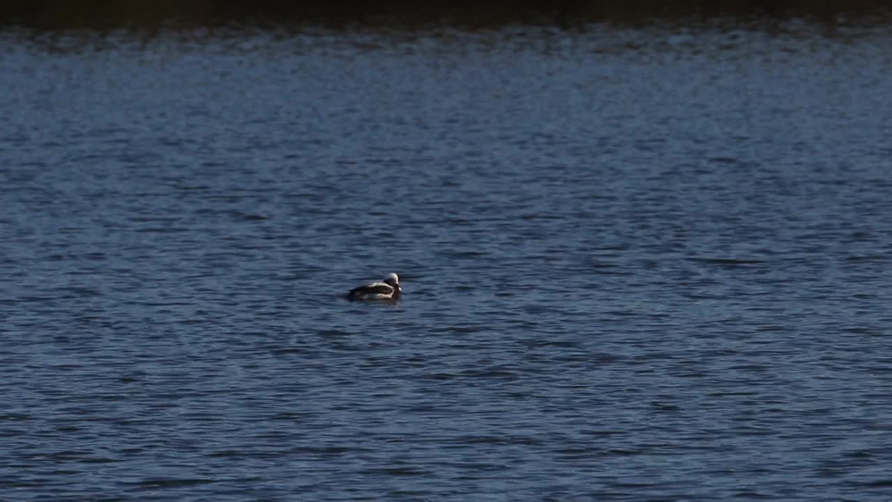 一只罕见的长尾鸭在湖中洗澡。视频下载
