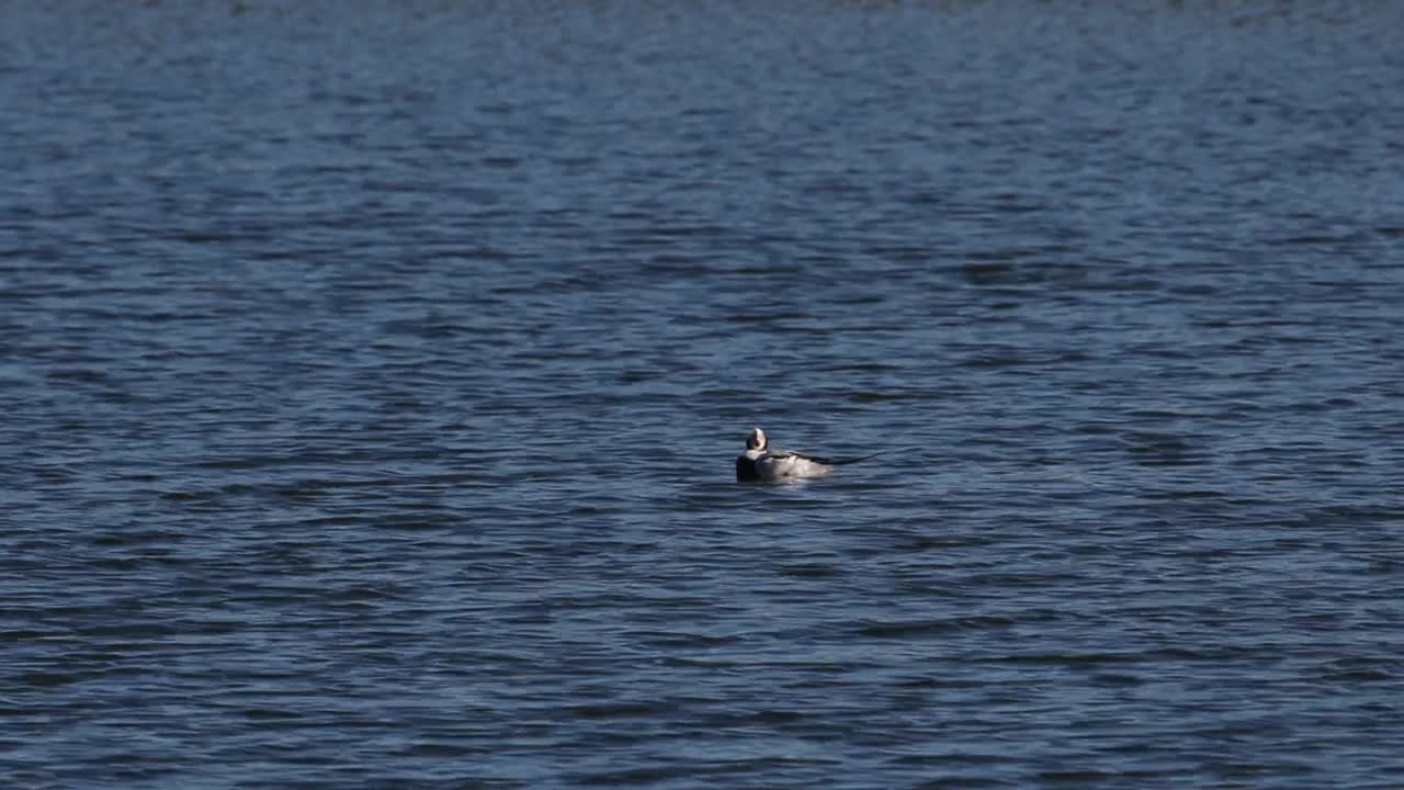 一只罕见的长尾鸭在湖面上梳理羽毛。视频下载