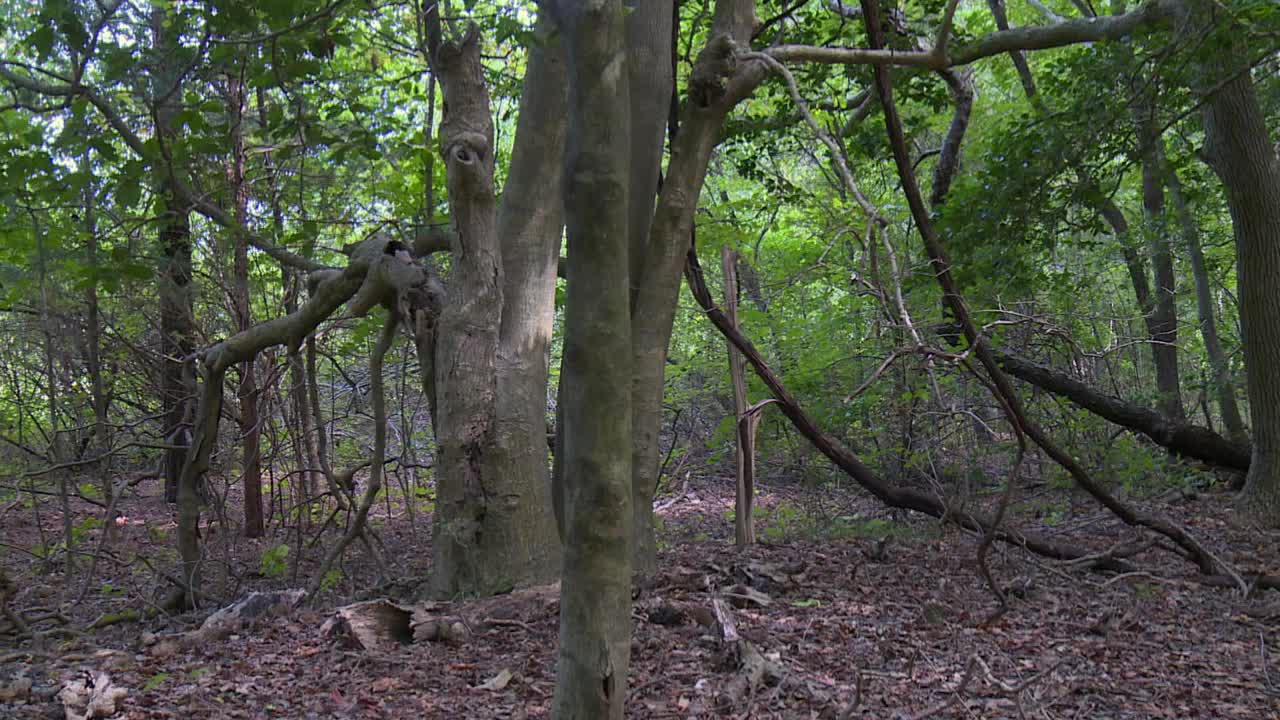 马里兰州黑水国家野生动物保护区森林里的植物和树木。-广角镜头视频下载